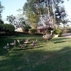 鴨子銅雕，公園動物銅雕，園林景觀銅雕