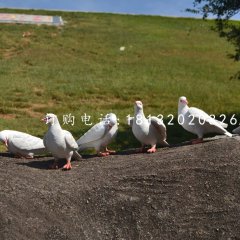 白鴿雕塑，玻璃鋼仿真動(dòng)物